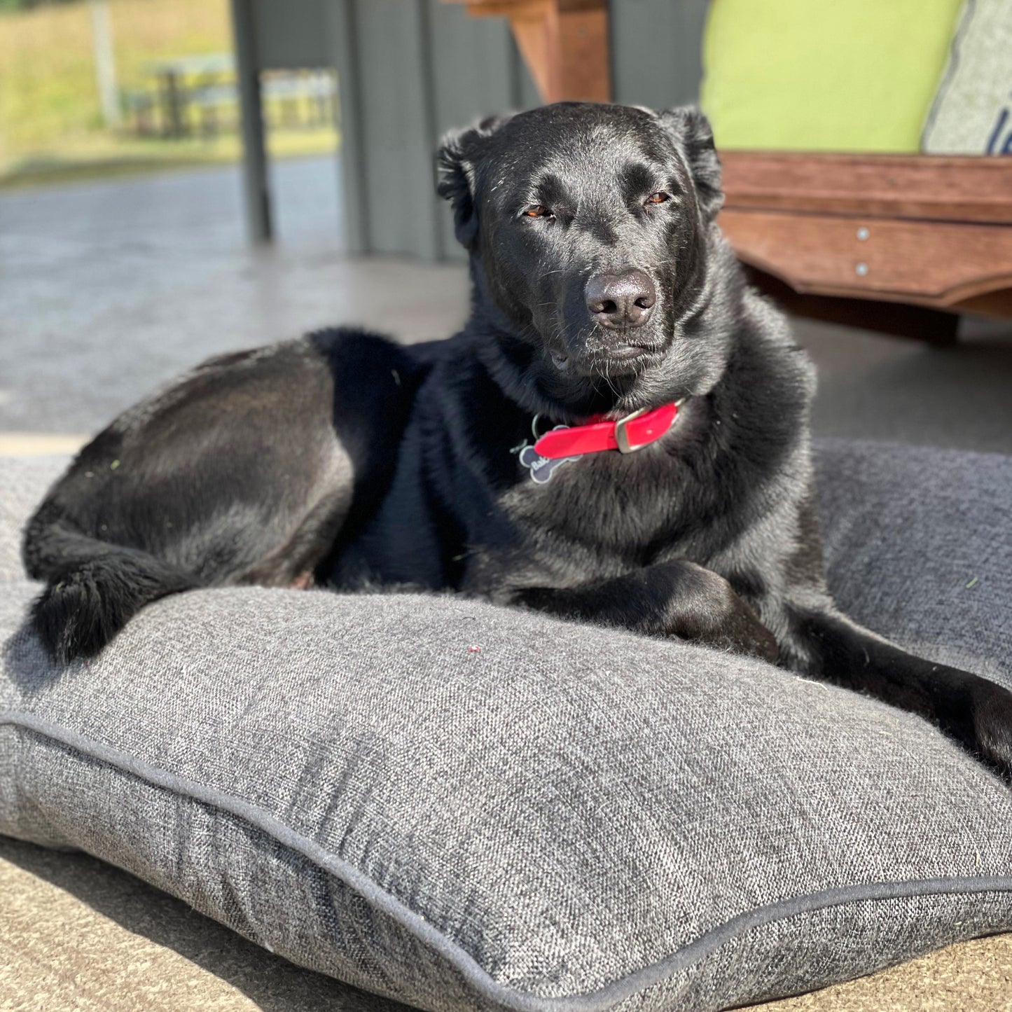 Classic Solid Dark Grey Dog & Pet Bed Set