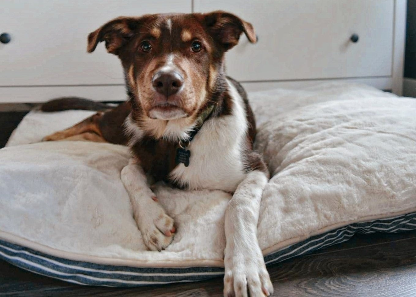 Blue Nautical Stripe & Plush Dog & Pet Bed Set