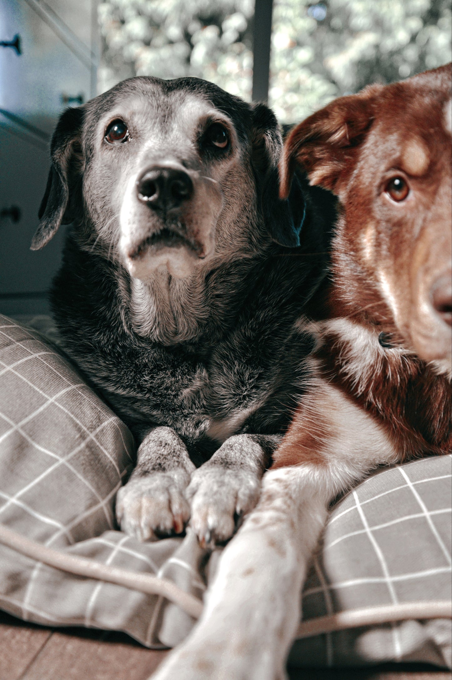 Grey Checkered Dog & Pet Bed Cover