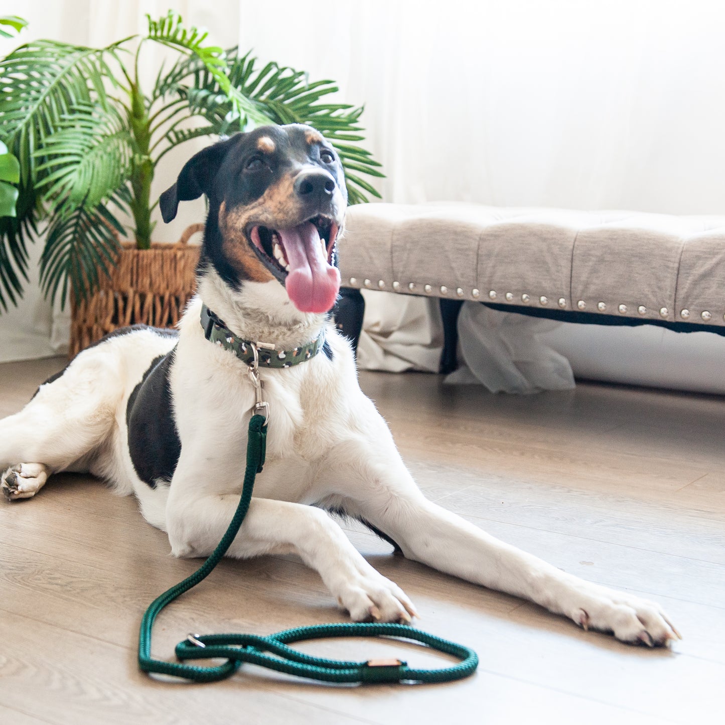 Forest Green Marine Rope Dog Leash