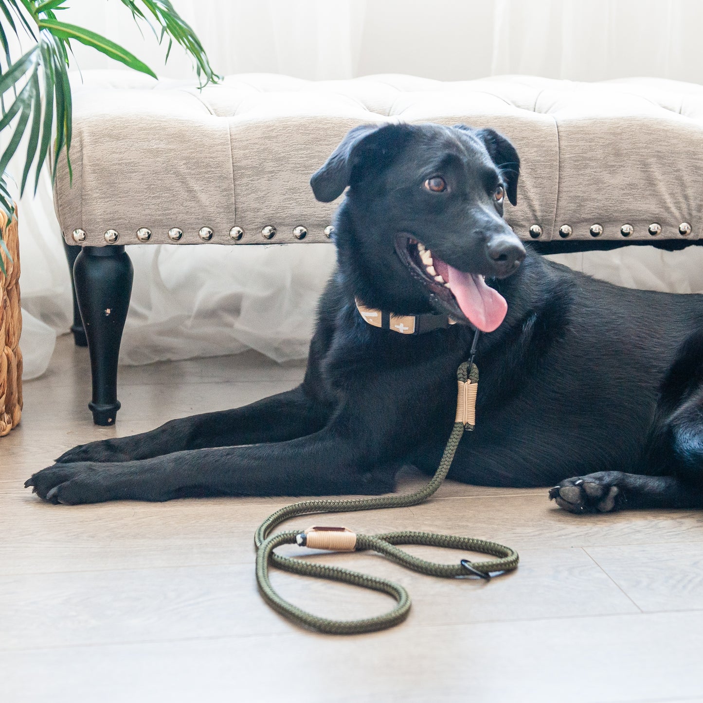 Olive & Tan Marine Rope Dog Leash