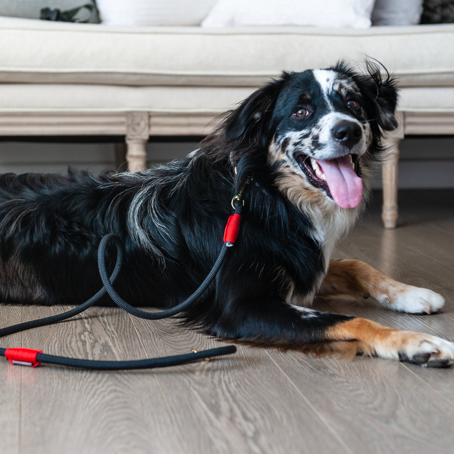 Black & Red Climbing Rope Dog Leash