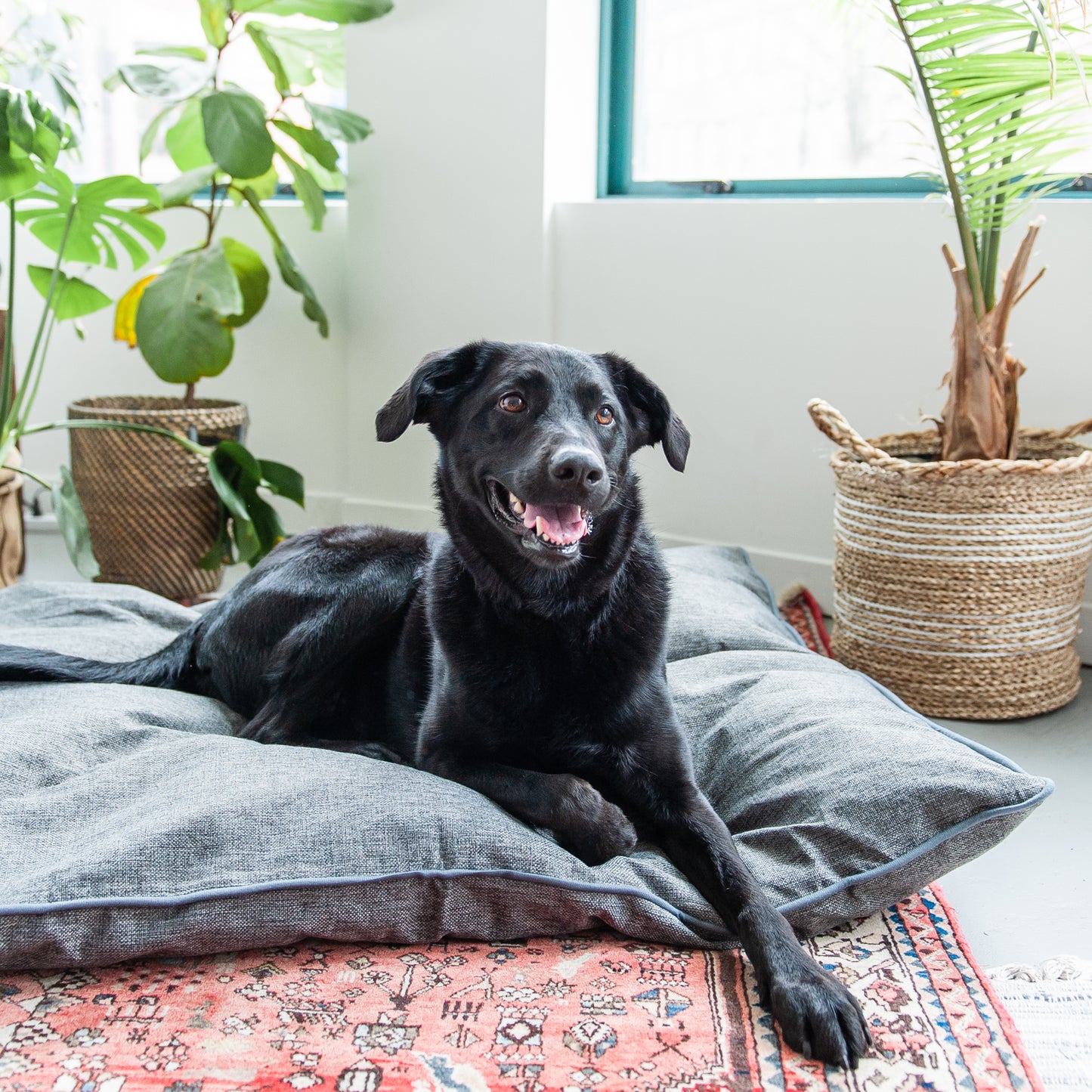 Classic Solid Dark Grey Dog & Pet Bed Cover