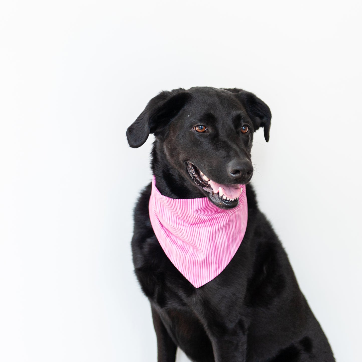 Hot Pink Stripe Dog Bandana
