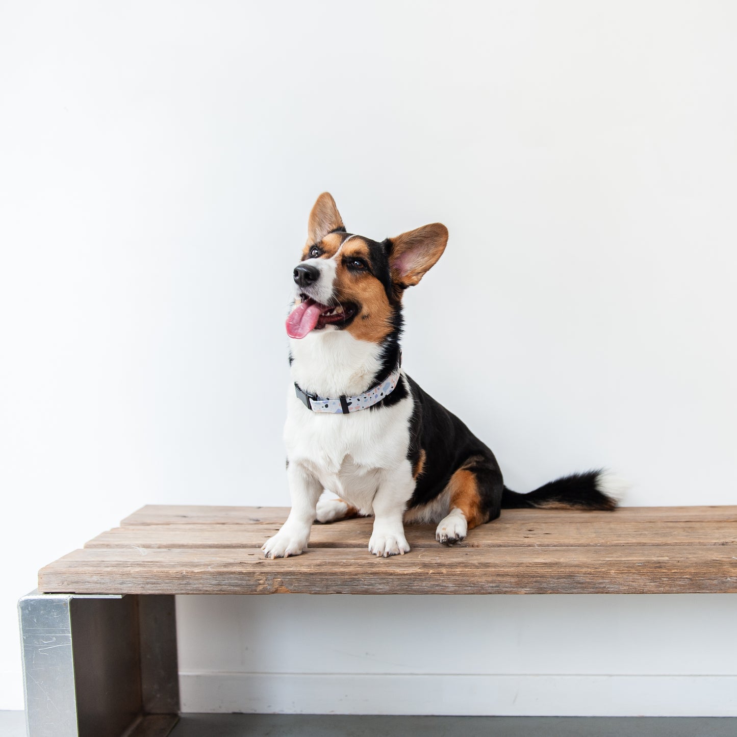 Pastel Terrazzo Dog Collar