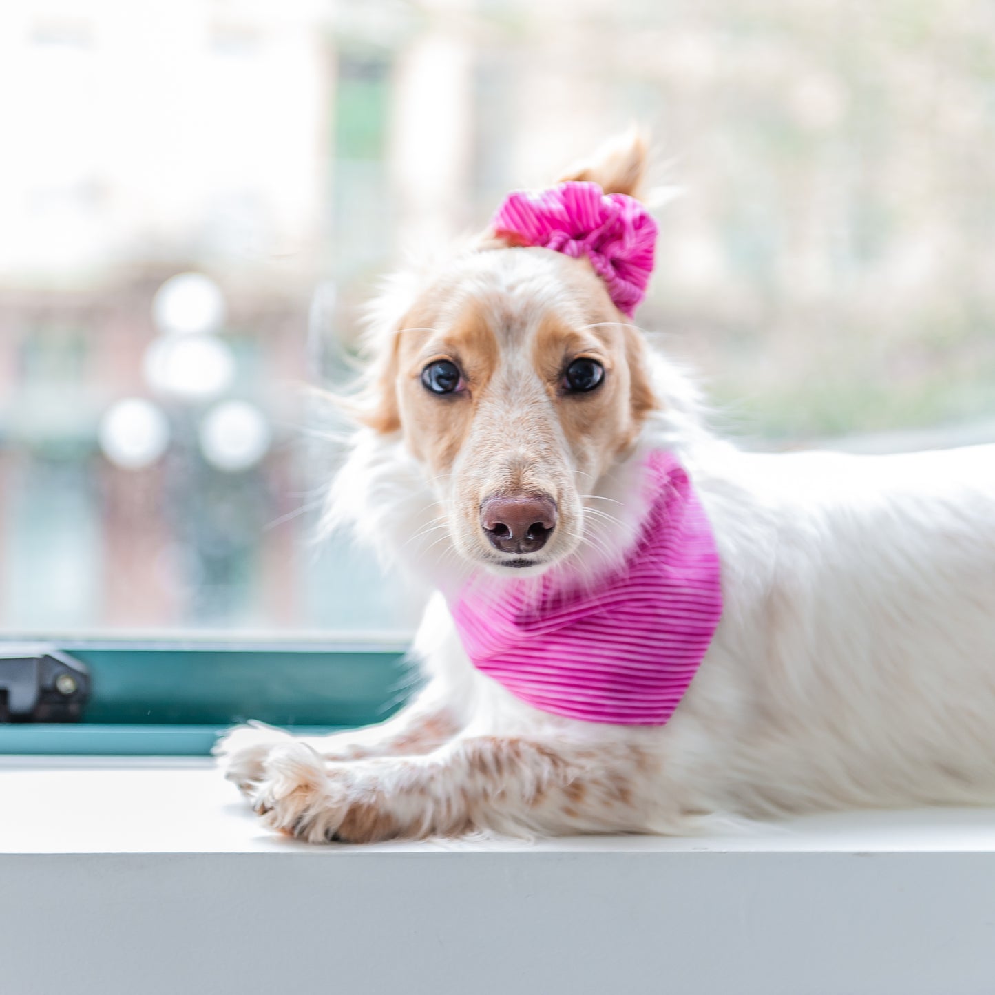 Hot Pink Stripe Matching Bandana + Scrunchie