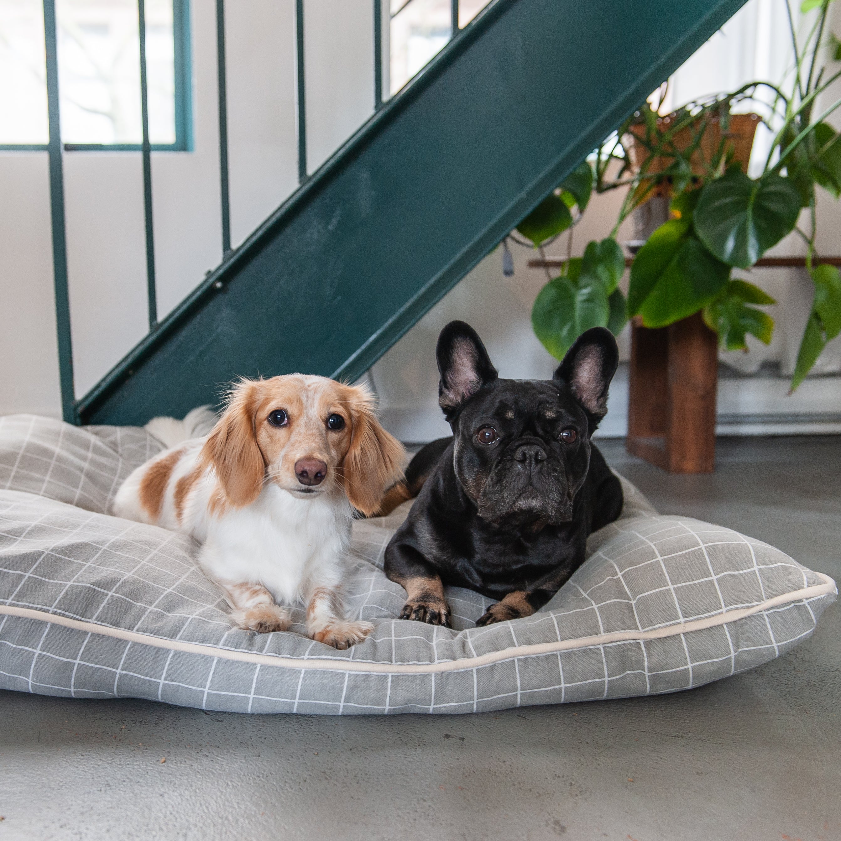 Grey Checkered Dog Pet Bed Set Tamed Wild