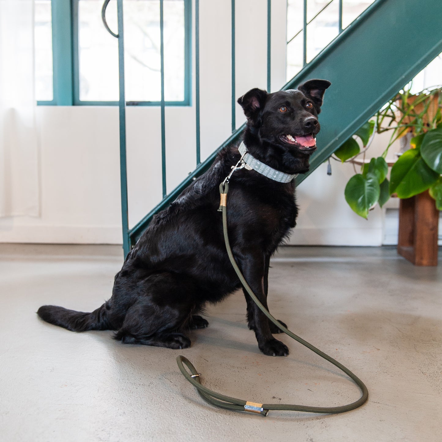 Olive & Gold Climbing Rope Dog Leash