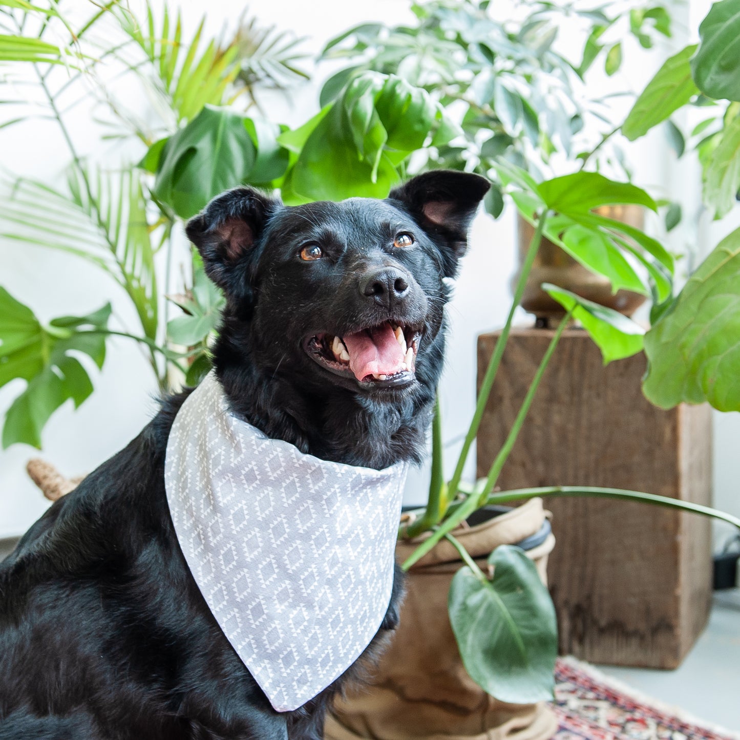 Western Grey Dog Bandana