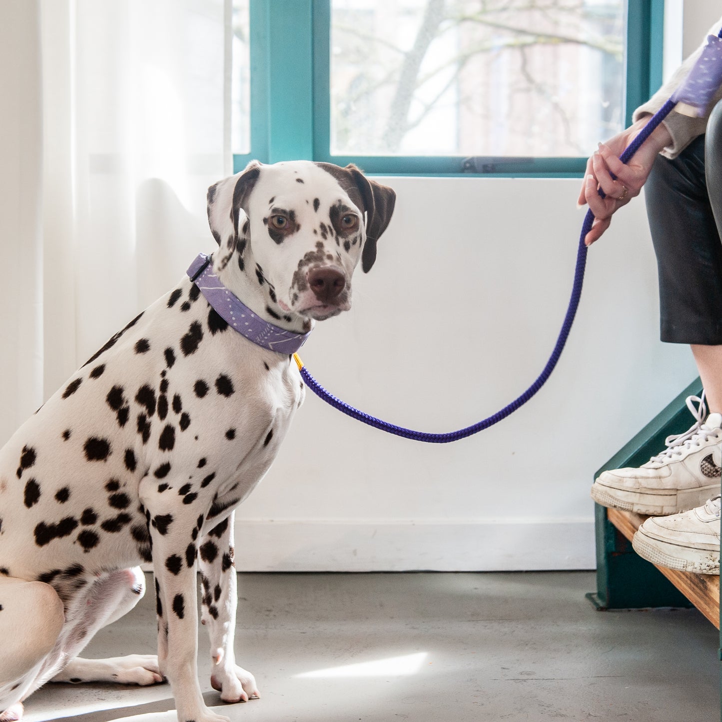 Neon Purple & Yellow Rope Dog Leash