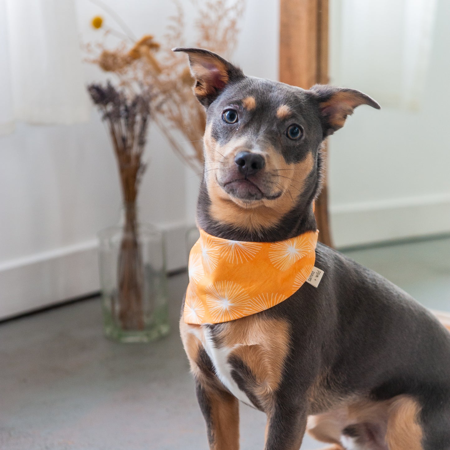 Summer Dandelion Dog Bandana