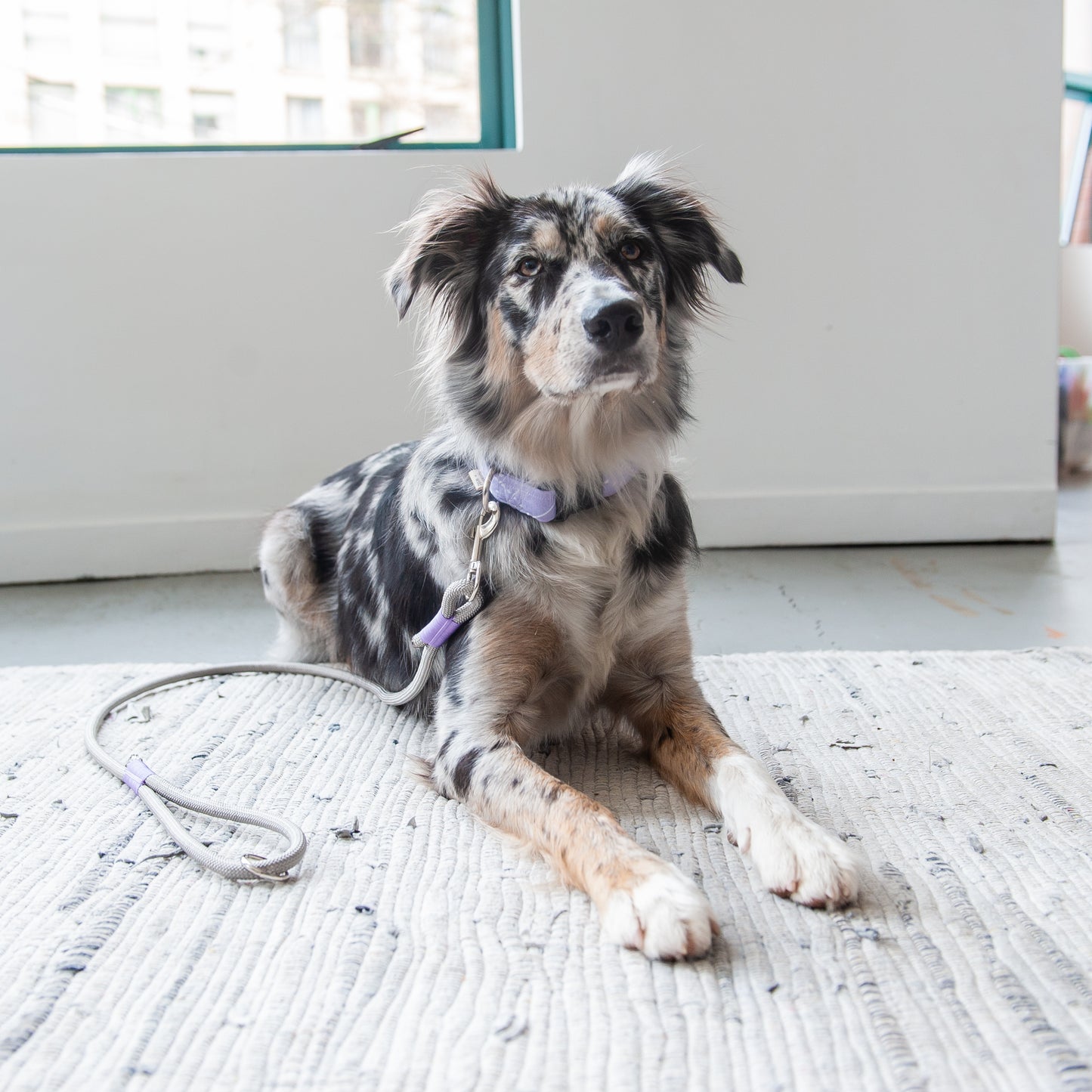 Silver & Purple Climbing Rope Dog Leash
