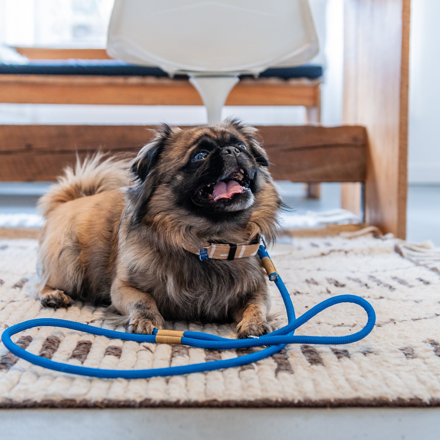 Blue & Gold Climbing Rope Dog Leash