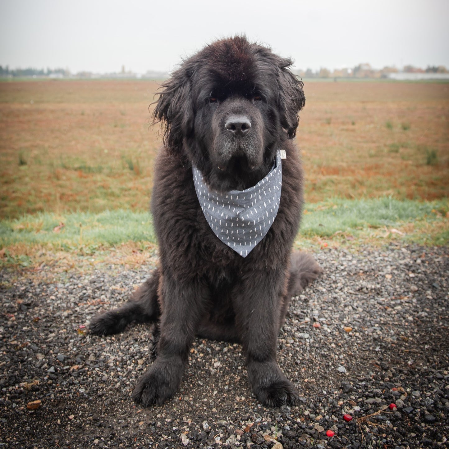 Dark Rain Dog Bandana