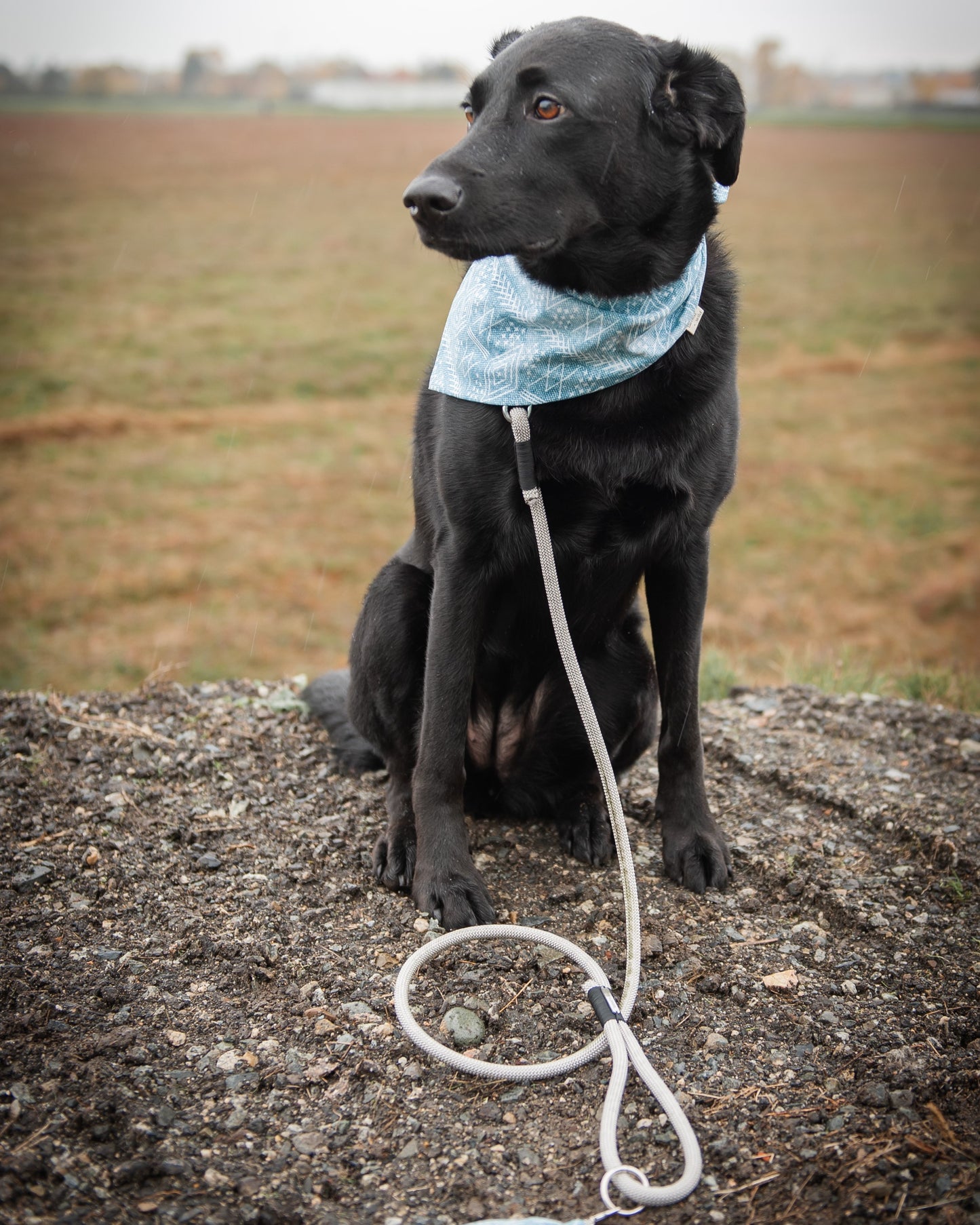 Silver & Black Climbing Rope Dog Leash