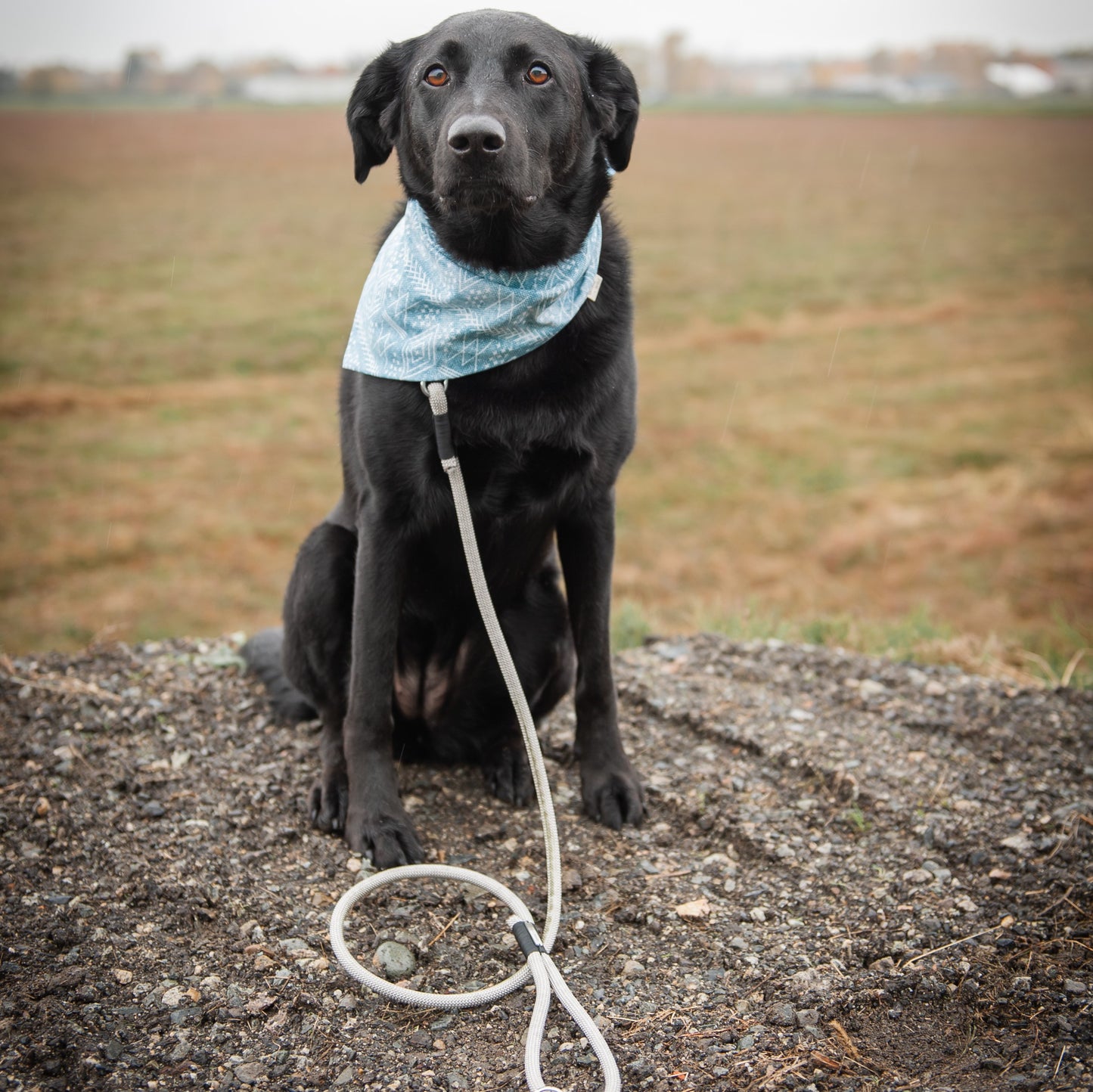 Vintage Blue Moroccan Dog Bandana