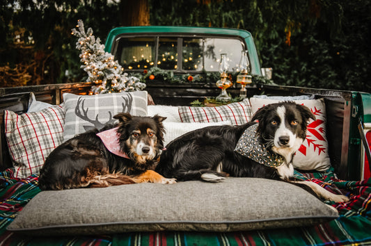 7 Days of Pawliday Savings