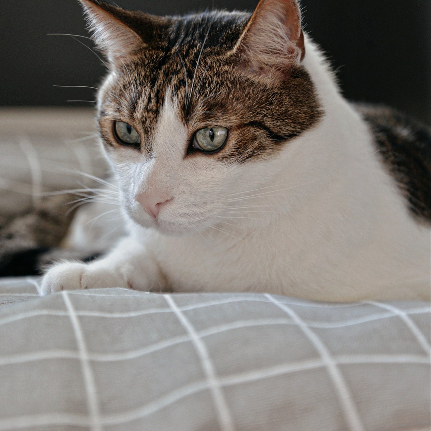 cat beds