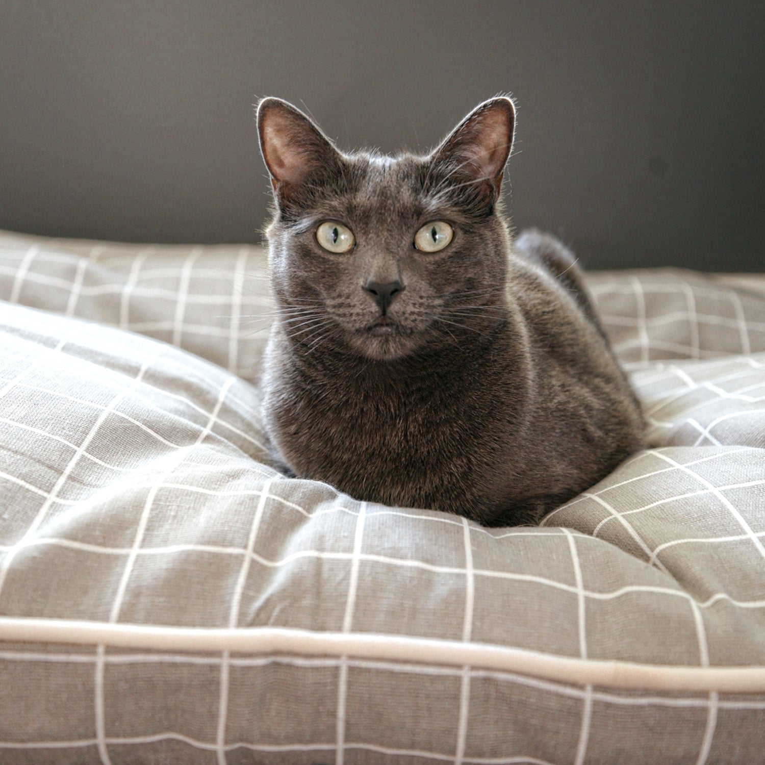 for your cat