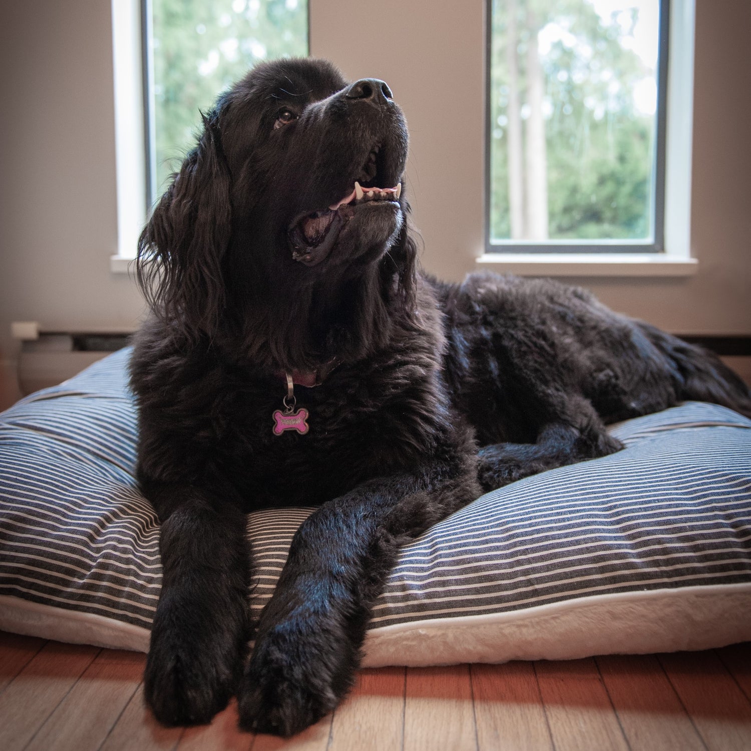 large dog & pet beds
