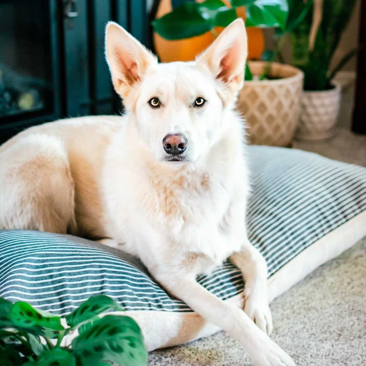 dog & pet bed covers
