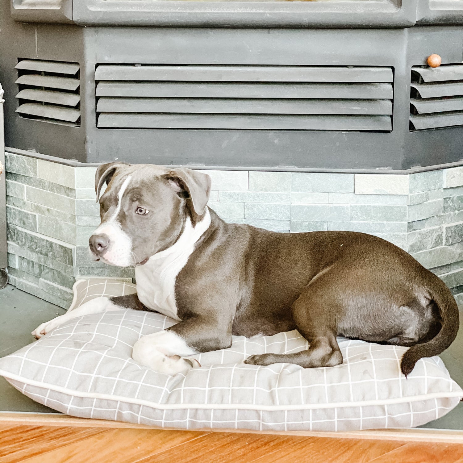 small dog & pet beds