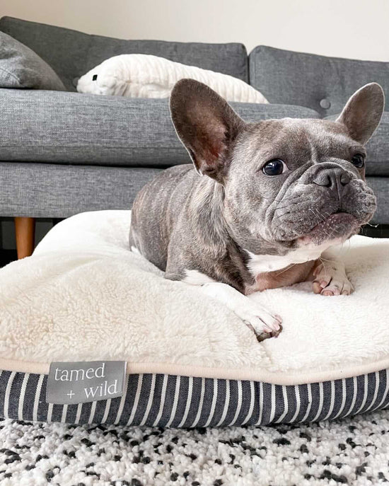 French bulldog, Chloe, enjoying a rest on her Tamed + Wild dog bed.
