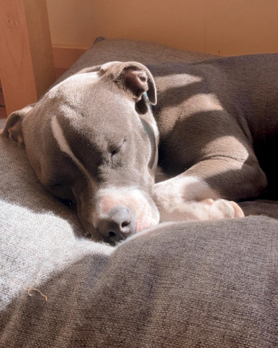 Koda, a large dog, sleeping soundly on her beloved Tamed + Wild dog bed.