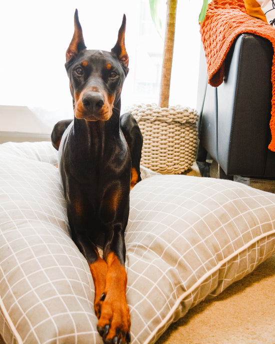 Cali, a large dog, relaxing on her Tamed + Wild dog bed.