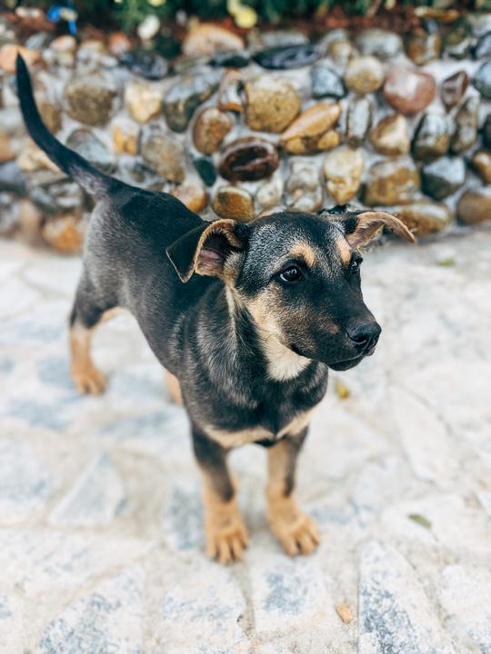Black and tanned rescue puppy waiting to be adopted into their new family. Tamed + Wild donates a portion of every sale to rescue animal organizations across Canada.