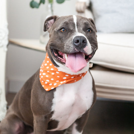 Polkadog Pumpkin Spice Dog Bandana
