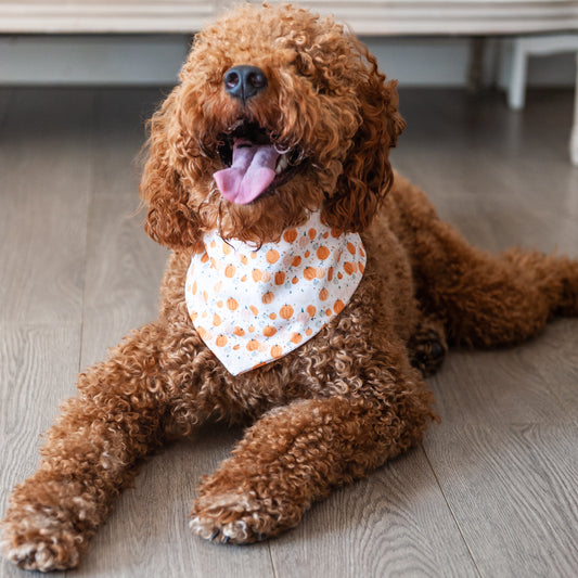 Pumpkin Patch Dog Bandana