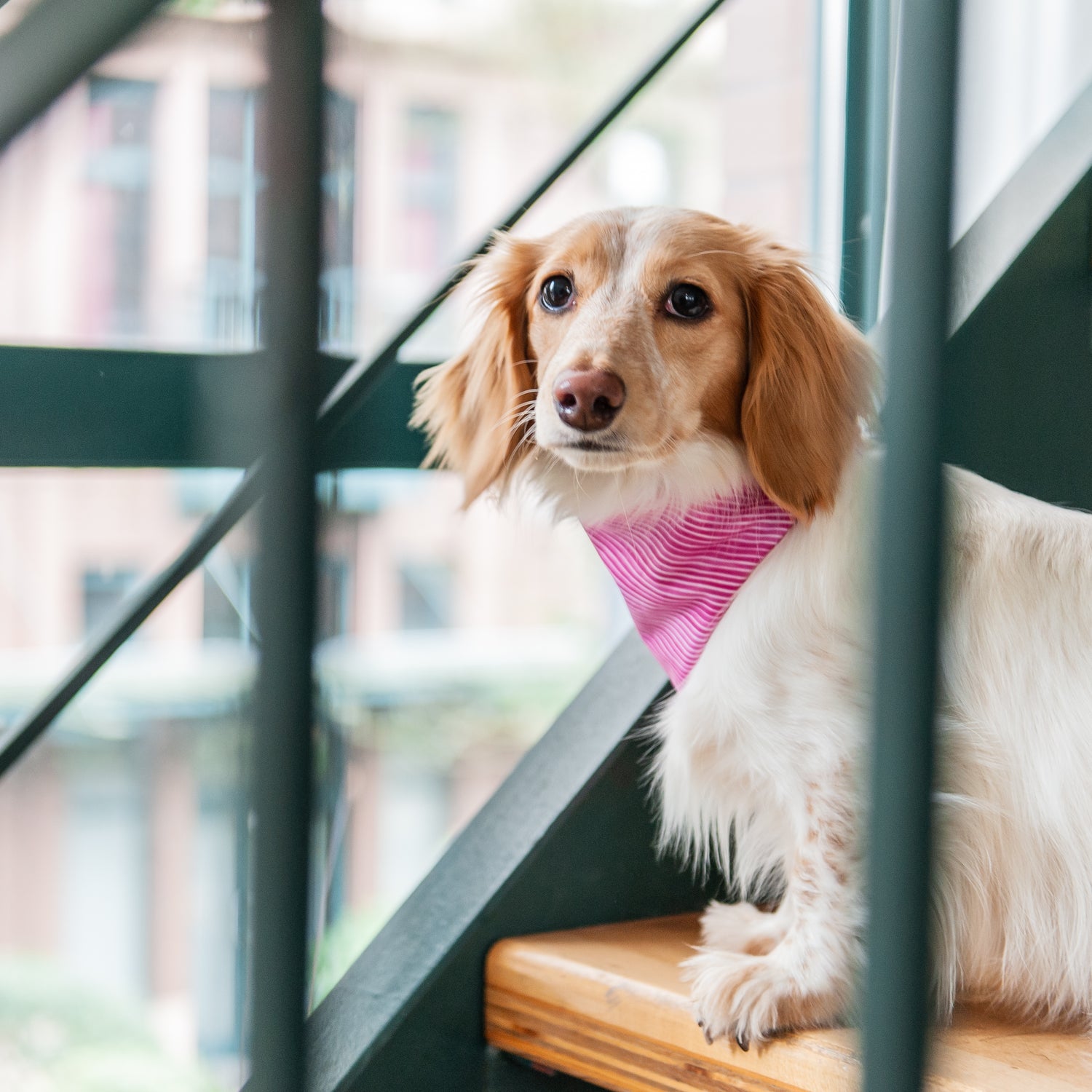 Pink dog store scarf