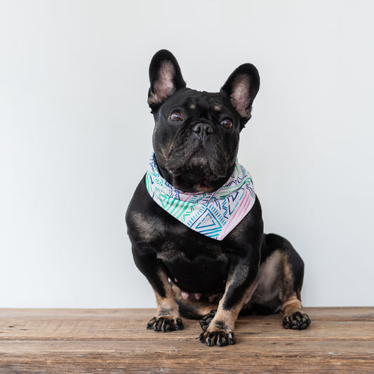 Tropical Geometric Dog Bandana