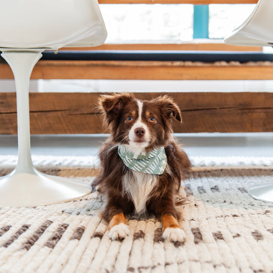 Sage Farmhouse Dog Bandana