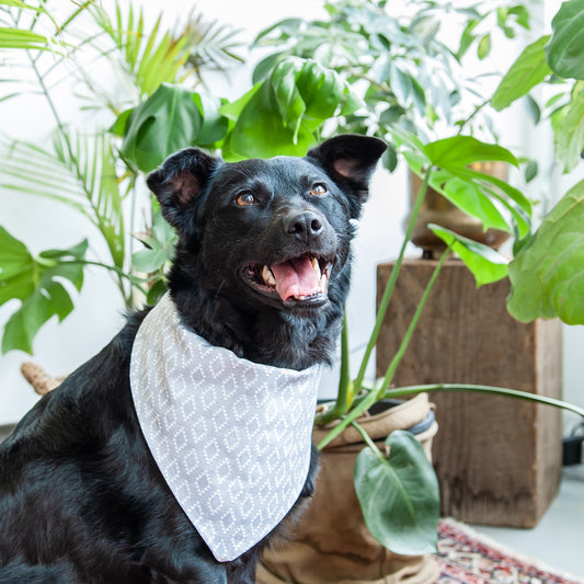 Western Grey Dog Bandana