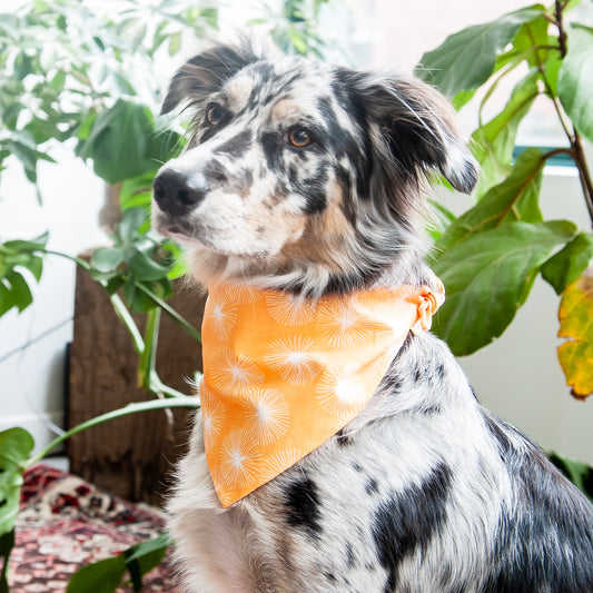 Summer Dandelion Dog Bandana