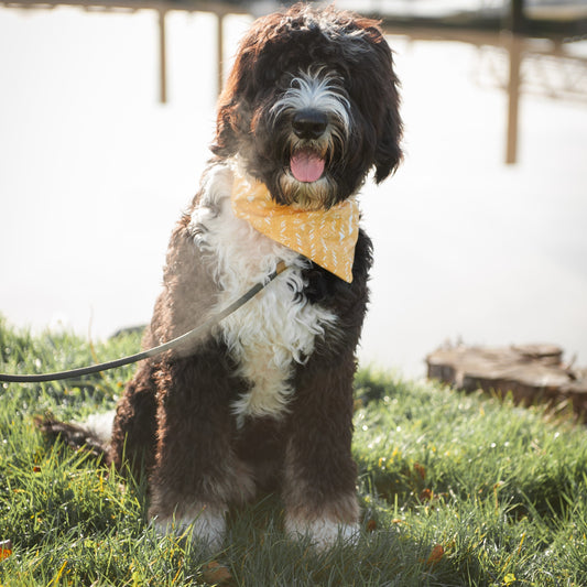 Yellow Fields Dog Bandana